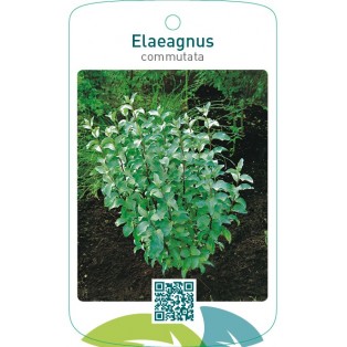 Elaeagnus commutata
