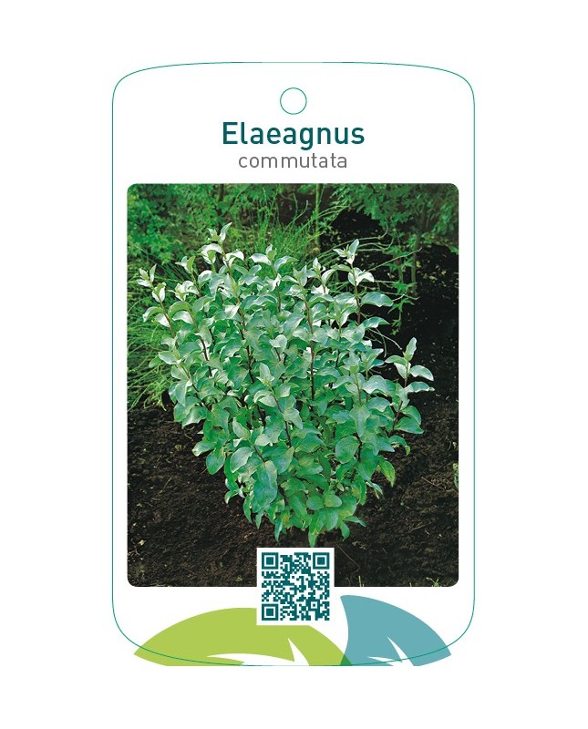 Elaeagnus commutata