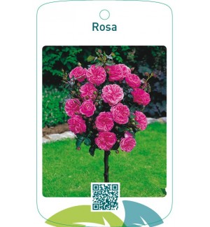 Rosa stam  donkerroze