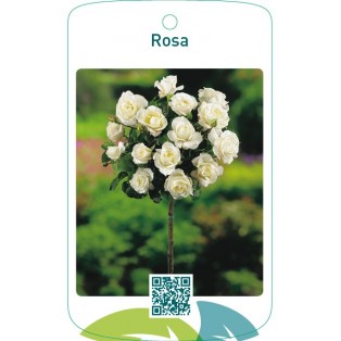 Rosa stam wit
