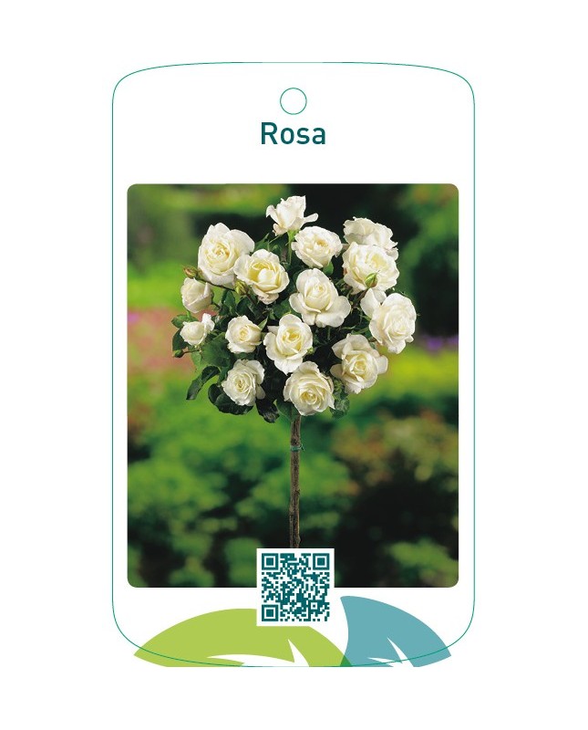 Rosa stam wit