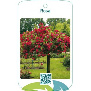 Rosa stam  rood
