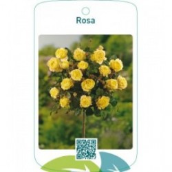 Rosa stam  geel