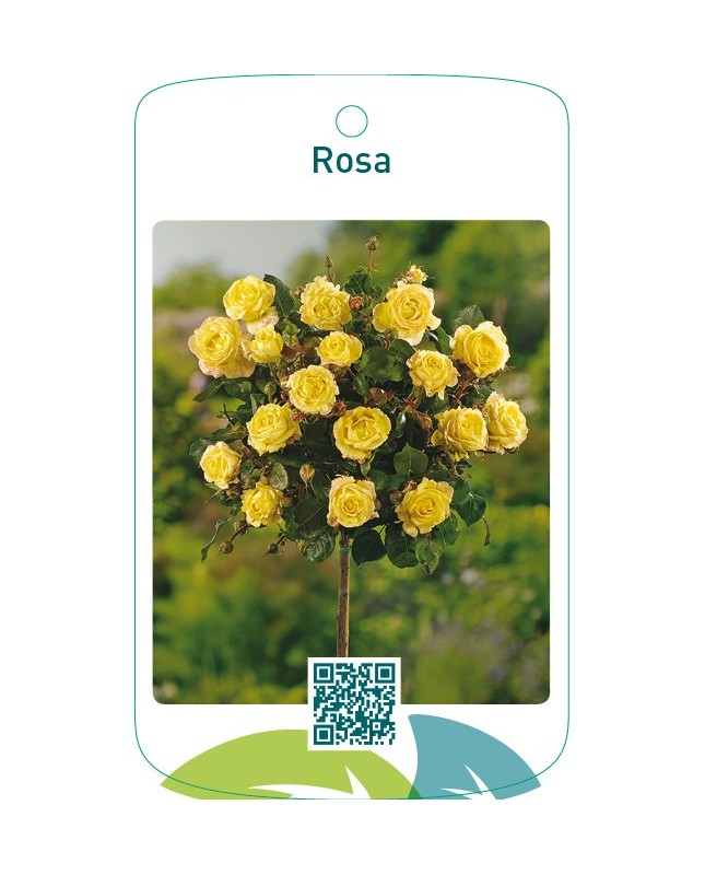 Rosa stam  geel