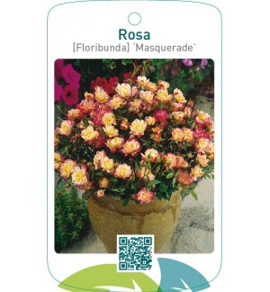 Rosa [Floribunda] ‘Masquerade’