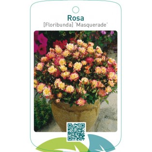 Rosa [Floribunda] ‘Masquerade’