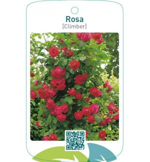 Rosa [Climber]  rood