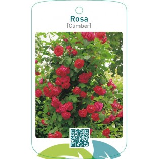 Rosa [Climber]  rood