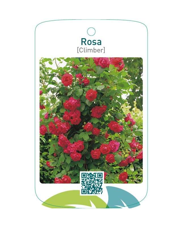 Rosa [Climber]  rood