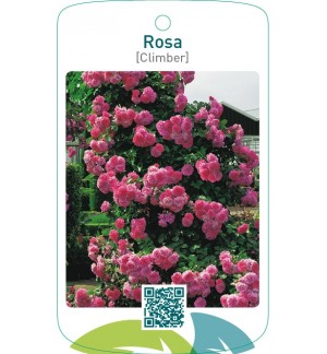 Rosa [Climber]  roze