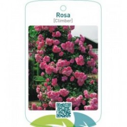 Rosa [Climber]  roze