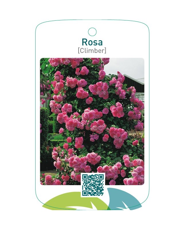 Rosa [Climber]  roze