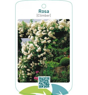 Rosa [Climber]  wit