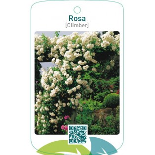 Rosa [Climber]  wit