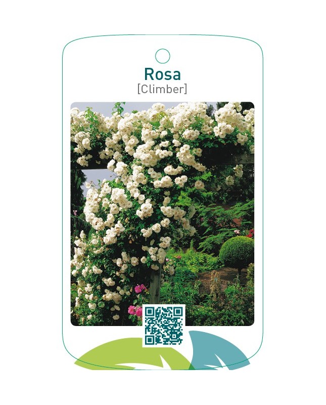 Rosa [Climber]  wit