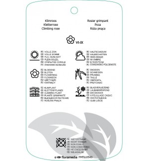 Etichette di Rosa [Climber]  wit *