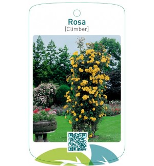 Rosa [Climber]  geel