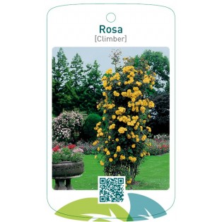 Rosa [Climber]  geel