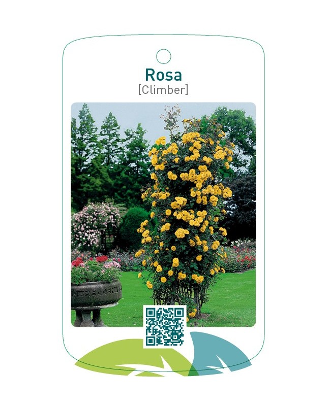 Rosa [Climber]  geel