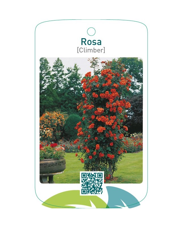 Rosa [Climber]  oranje