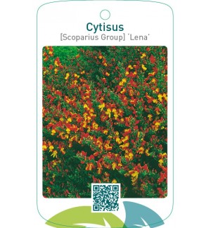 Cytisus [Scoparius Group] ‘Lena’
