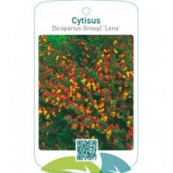 Cytisus [Scoparius Group] ‘Lena’