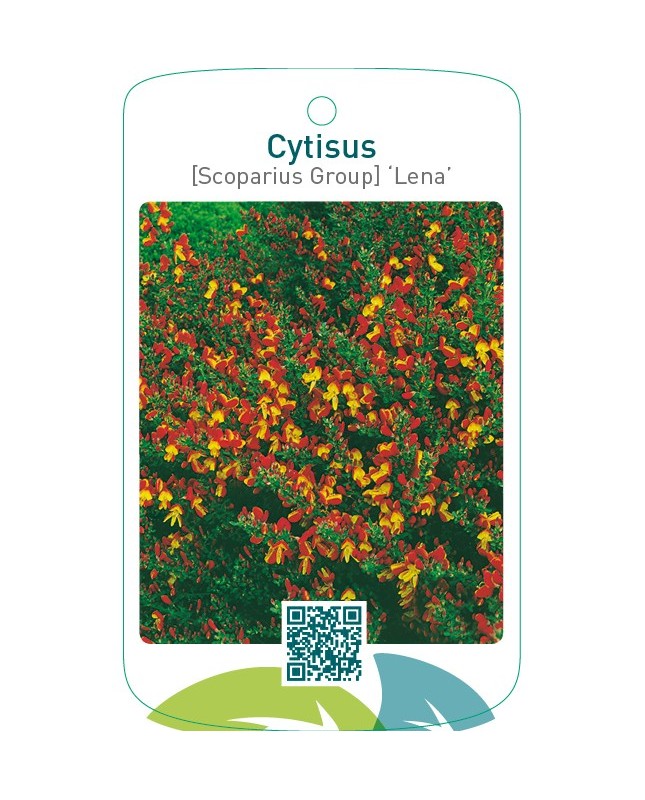 Cytisus [Scoparius Group] ‘Lena’