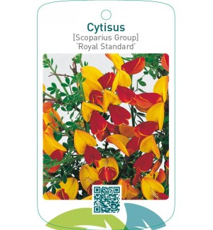 Cytisus [Scoparius Group] ‘Royal Standard’