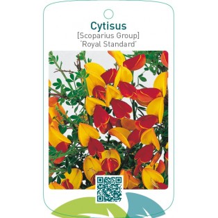 Cytisus [Scoparius Group] ‘Royal Standard’