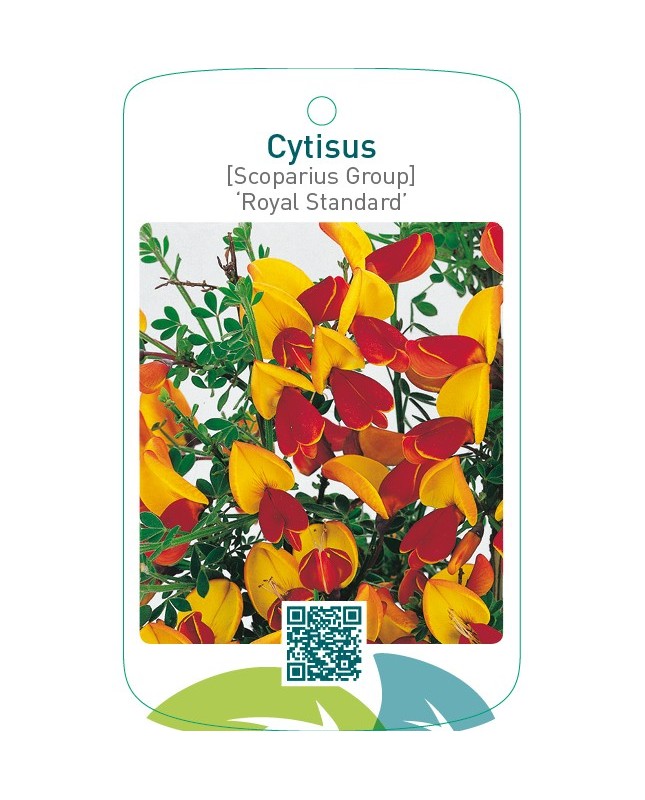 Cytisus [Scoparius Group] ‘Royal Standard’