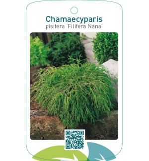 Chamaecyparis pisifera ‘Filifera Nana’