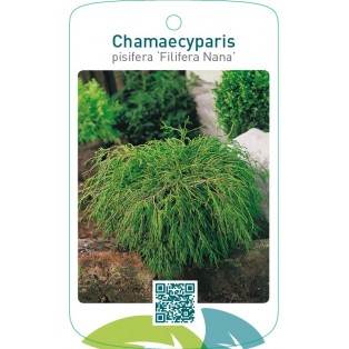 Chamaecyparis pisifera ‘Filifera Nana’