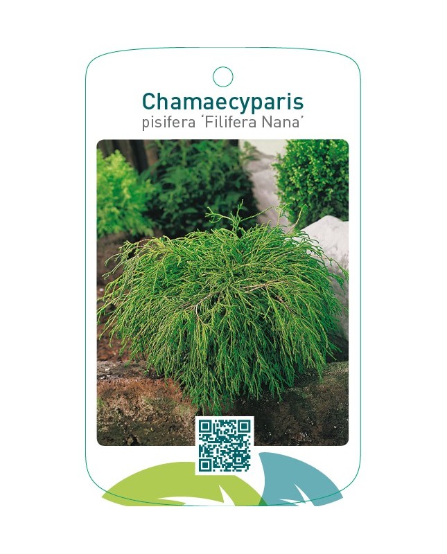 Chamaecyparis pisifera ‘Filifera Nana’