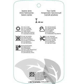 Etichette di Chamaecyparis pisifera ‘Filifera Nana’ *