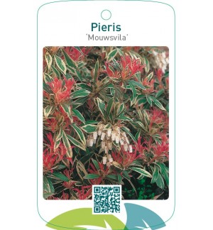 Pieris ‘Mouwsvila’