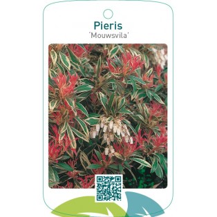 Pieris ‘Mouwsvila’