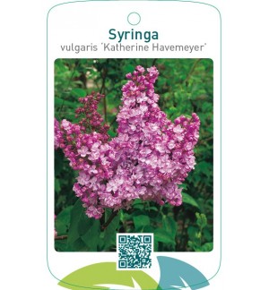 Syringa vulgaris ‘Katherine Havemeyer’