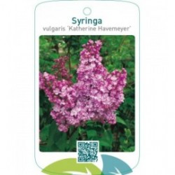 Syringa vulgaris ‘Katherine Havemeyer’