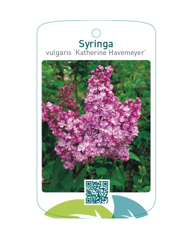 Syringa vulgaris ‘Katherine Havemeyer’