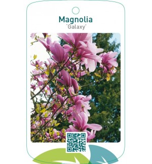 Magnolia ‘Galaxy’