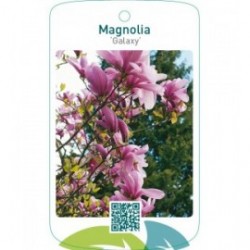 Magnolia ‘Galaxy’