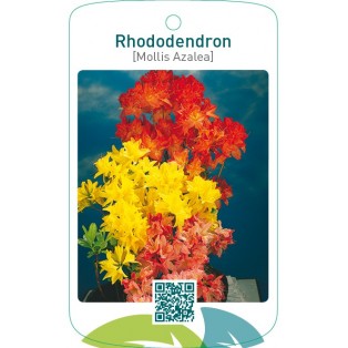 Rhododendron [Mollis Azalea]mix