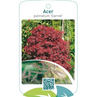 Acer palmatum ‘Garnet’