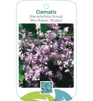 Clematis [Heracleifolia Group] ‘Mrs Robert Brydon’