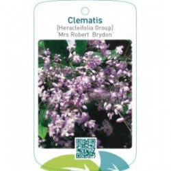 Clematis [Heracleifolia Group] ‘Mrs Robert Brydon’