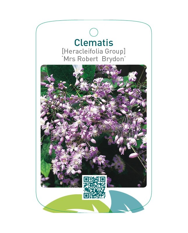 Clematis [Heracleifolia Group] ‘Mrs Robert Brydon’