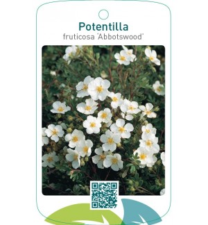 Potentilla fruticosa ‘Abbotswood’
