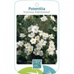 Potentilla fruticosa ‘Abbotswood’