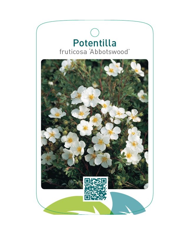 Potentilla fruticosa ‘Abbotswood’