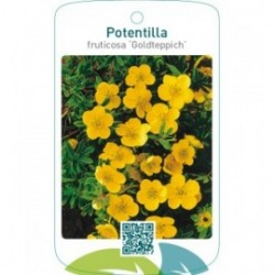 Potentilla fruticosa ‘Goldteppich’